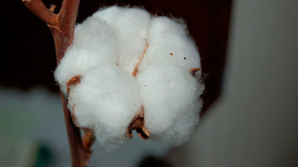 ¿Qué es la celulosa y para qué sirve? - Ejemplos 3 celulosa algodon