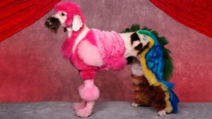 Los 20 hobbies más raros del mundo -Las aficiones más extraños e inusuales