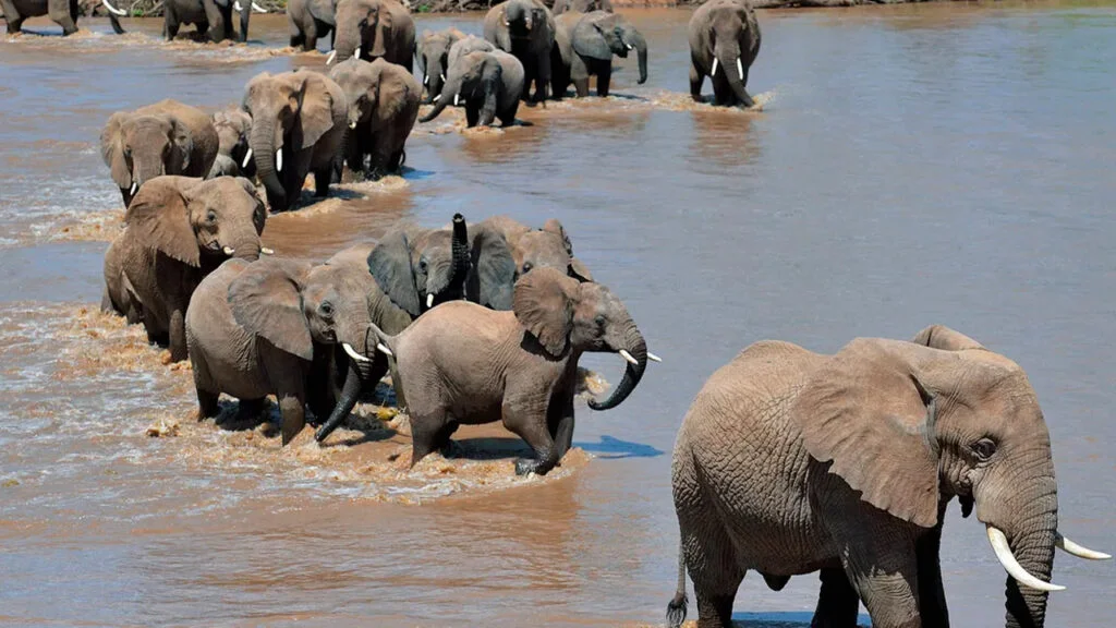 ¿Por qué migran los animales? Descubriendo las razones y su impacto en la naturaleza 5 Adaptaciones para la migracion animal