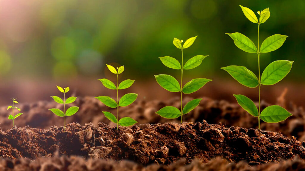Beneficios y funciones del azufre en el crecimiento de las plantas