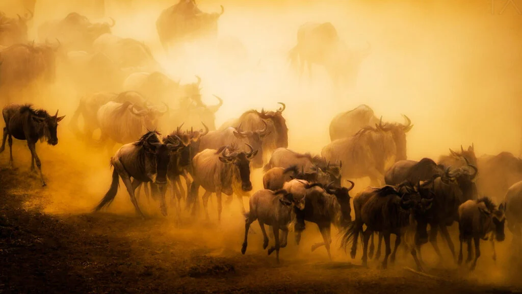 ¿Por qué migran los animales? Descubriendo las razones y su impacto en la naturaleza 6 Impacto ambiental de la migracion animal