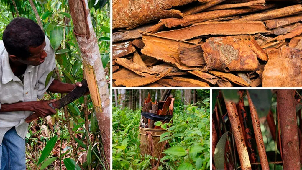 ¿Sabes de donde proviene la canela y para qué sirve? Descubre su fascinante historia 4 Proceso de obtencion de la canela