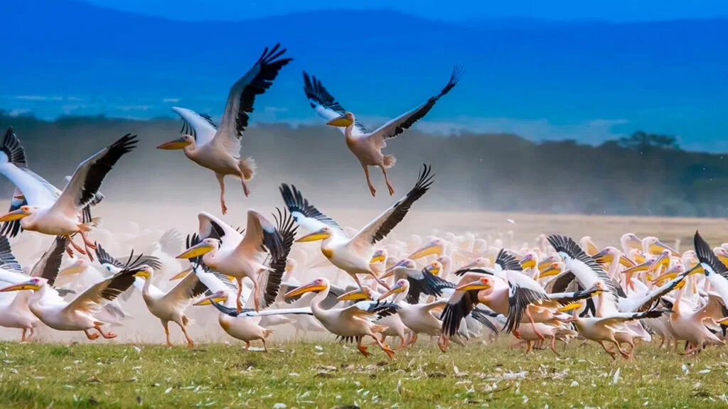 ¿Por qué migran los animales? Descubriendo las razones y su impacto en la naturaleza 3 migran los animales