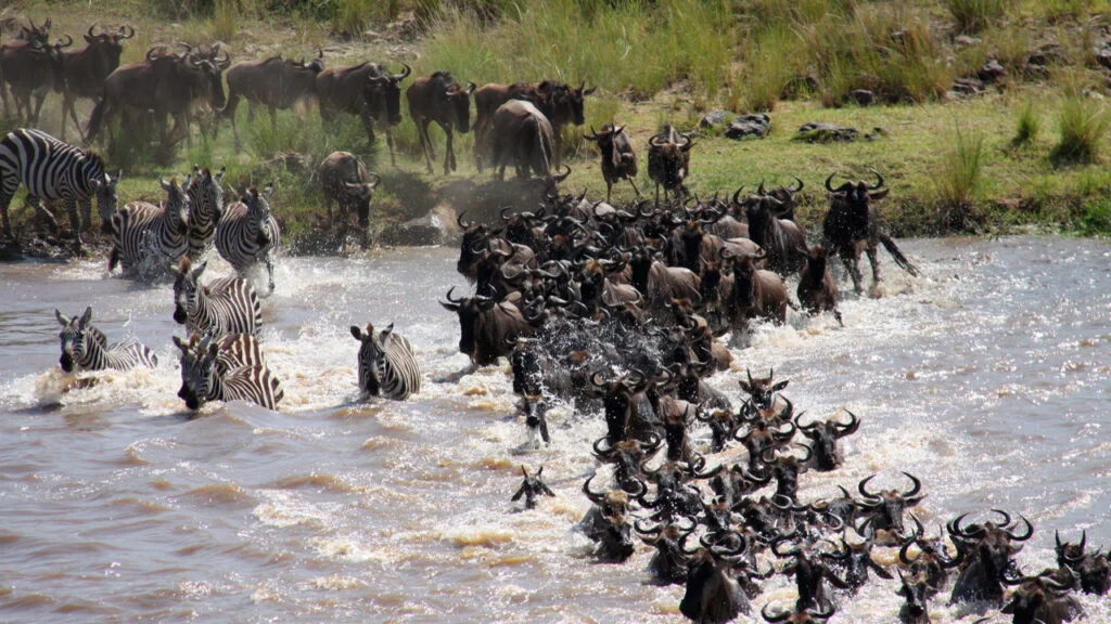 Por qué migran los animales